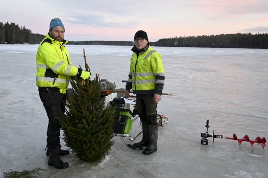 Joulukuusia Vehkajärveen kututuroiksi