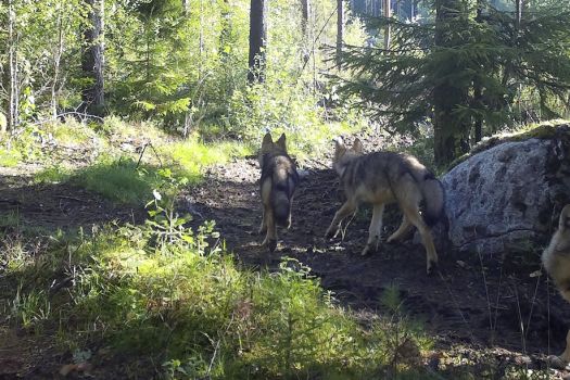 Punkalaitumella liikkuu kolme eri susipentuetta